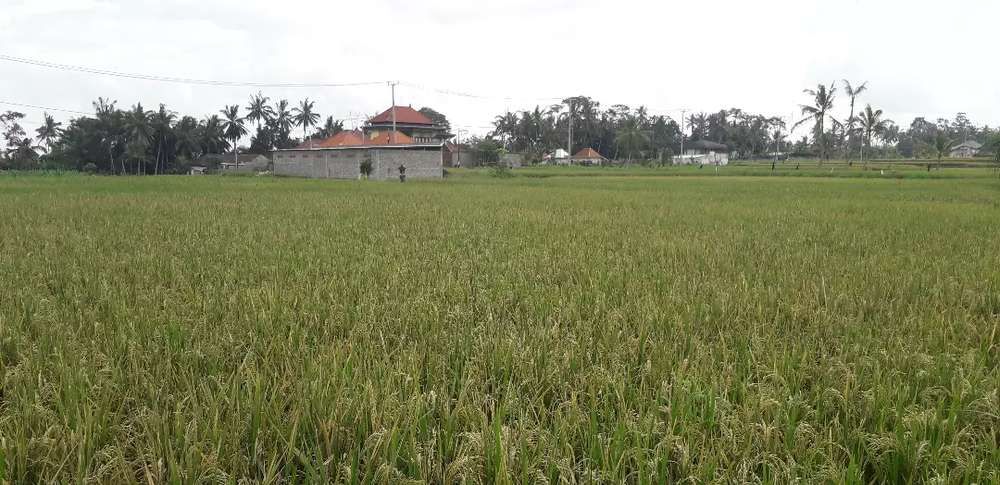 Tanah Murah Luas Are View Sawah Di Ubud Pejeng