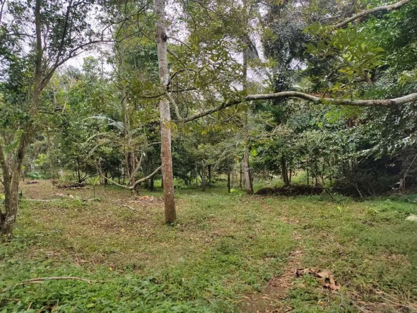 Dijual Lahan Tanah Kebun Produktif Gunung Sari Mancak