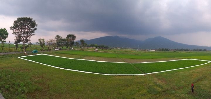 Tanah Sawah Pinggir Jalan Raya Banyubiru Ambarawa