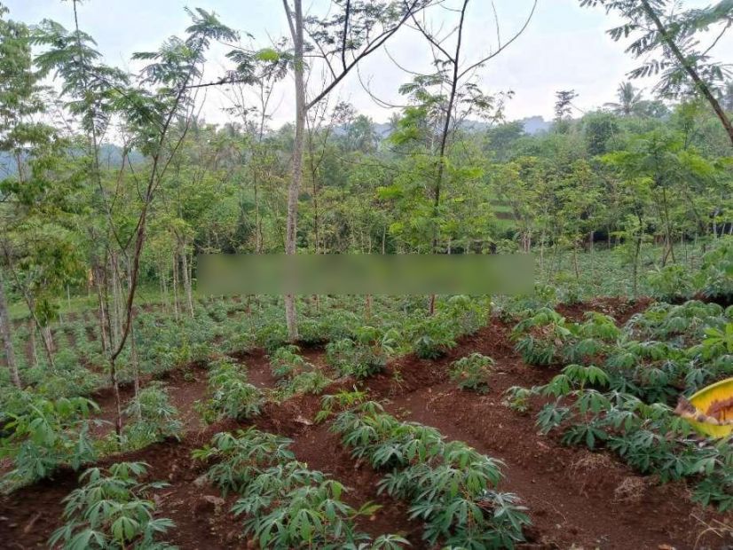 Lahan Kebun Pinggir Jalan Dataran Tinggi