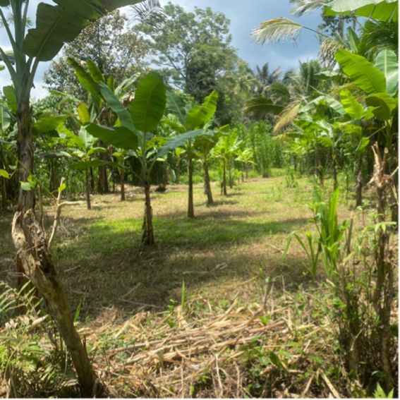 Di Jual Tanah Ubud Taro Payangan 15are Butuh Uang Cepat