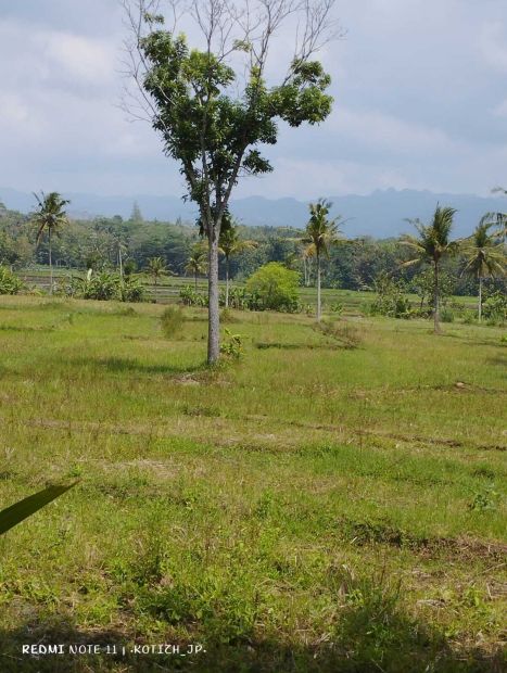 Kode Tp Tanah Pekarangan Fisik Sawah Strategis Di Rejoso Wijim