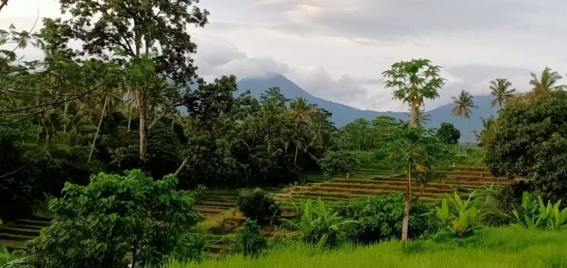 Tanah View Sawah Gunung Di Penebel Tabanan Dekat Jatiluwih Batukaru