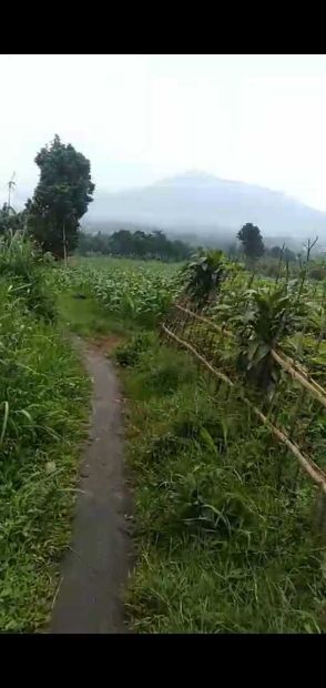 Di Jual Lahan Tanah Kebun Subur Datar View Gunung Di Cigombong Bogor