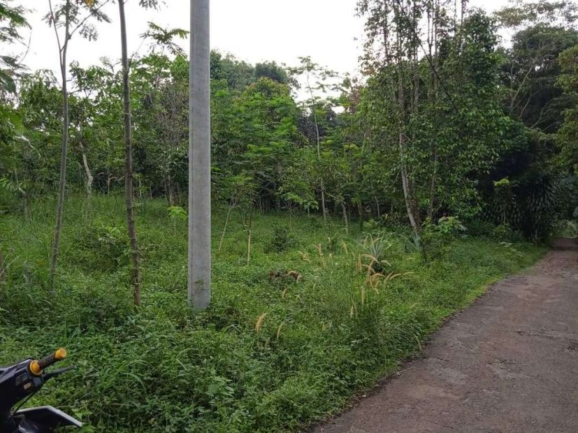 Dijual Murah Tanah M Pinggir Jalan Desa Di Bojong Purwakarta