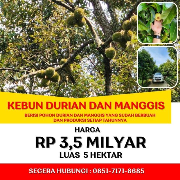 JUAL KEBUN DURIAN DI BOGOR