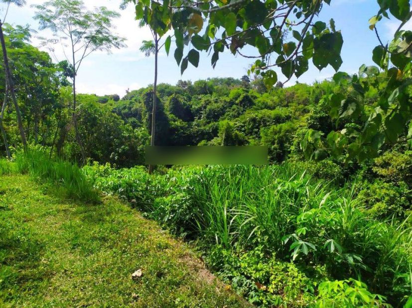 Tanah Sangat Cocok Villa View Sungai Sawah Dan Jungle