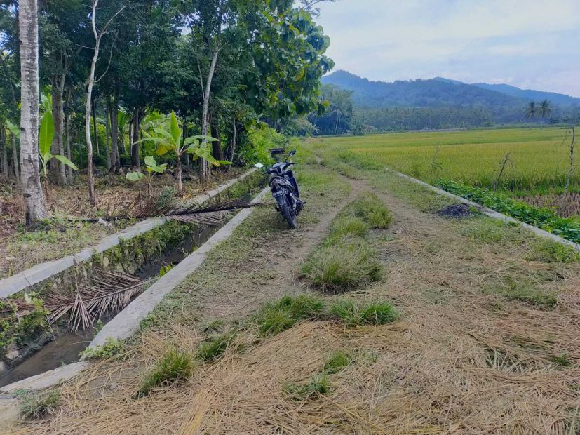 JUAL TANAH KULON PROGO DI TEMON VIEW SAWAH