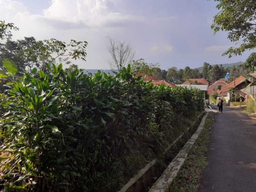 Dijual Murah Tanah Kebun Teh Dekat Wisata Curug Cipancar Subang