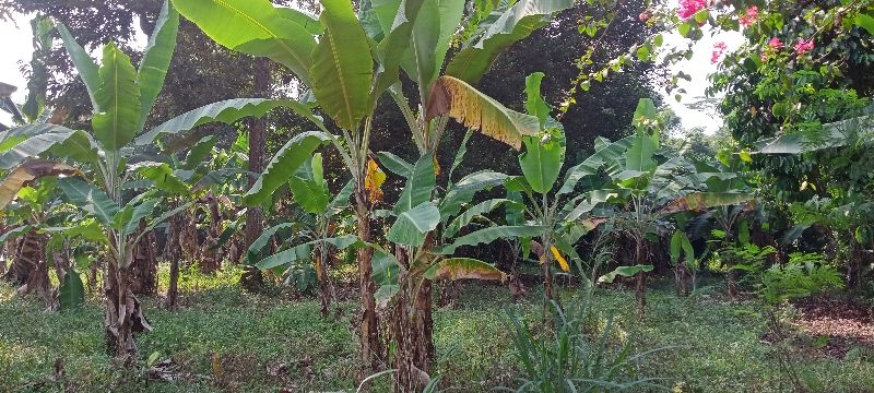 Jual Tanah Kebun Cocok Buat Kontrakan Atau Pesantren