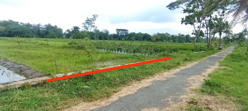 Jual Sawah Murah Sindumartani Ngemplak Sleman