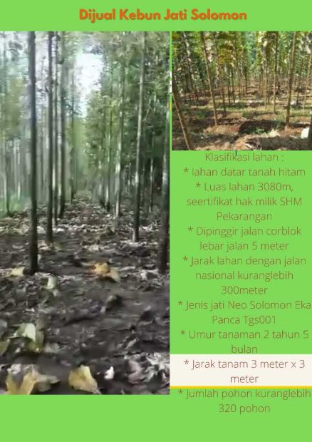 Jual Tanah Shm Pekarangan Kebun Jati Cocok Buat Investasi Free Pajak