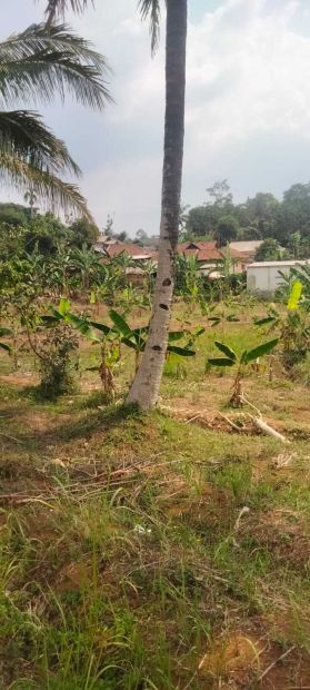 Di Jual Tanah Kebun Di Ciambar Sukabumi