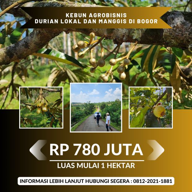 Jual Kebun Durian Dan Manggis Di Bogor