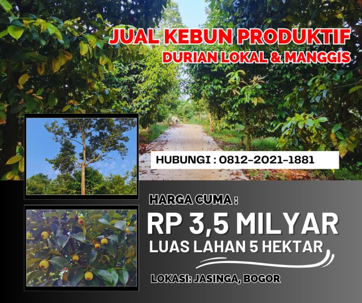 Jual Kebun Durian Dan Manggis Siap Berbuah Di Bogor