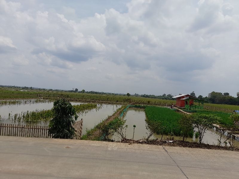 Jual Sawah Produktif