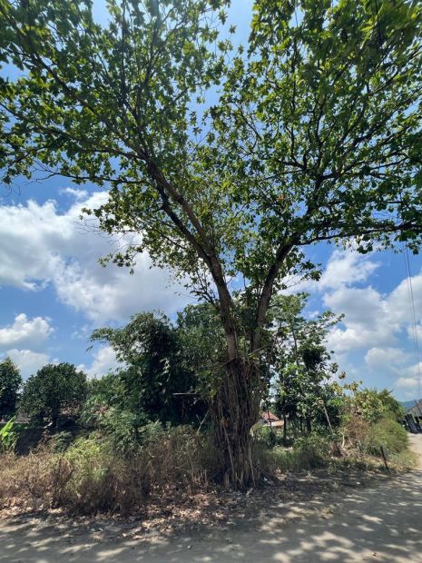 Kode Tp Tanah Pekarangan Kosong Bagus Di Berbah Sleman