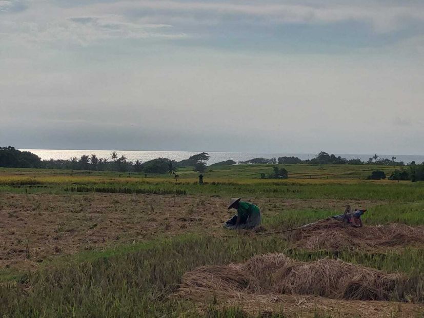 Dijual Sebidang Tanah Kosong View Sawah Gunung Dan Laut