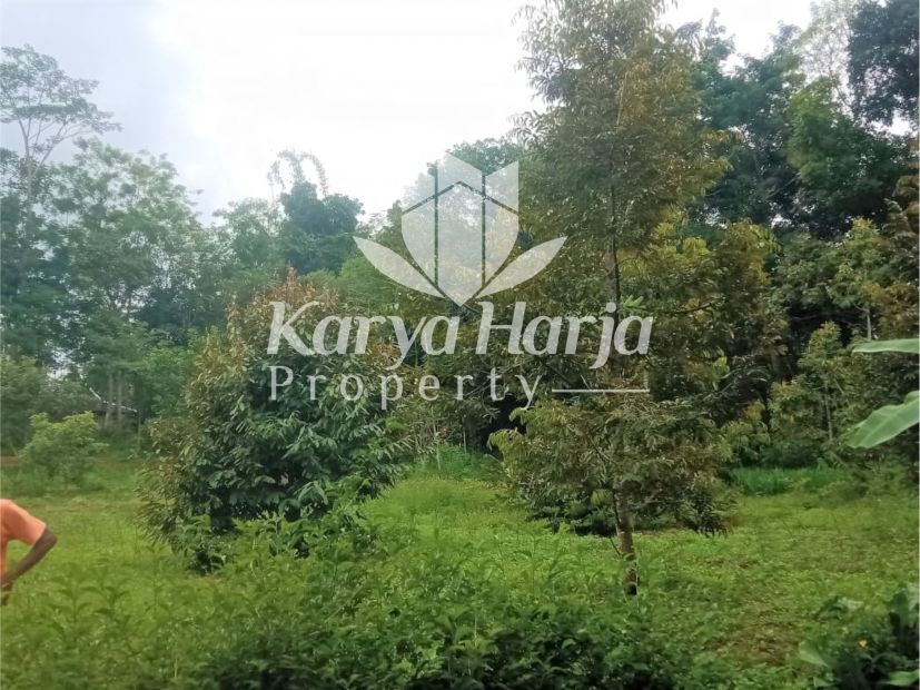 Kebun Durian Produktif Karangpandan Karanganyar