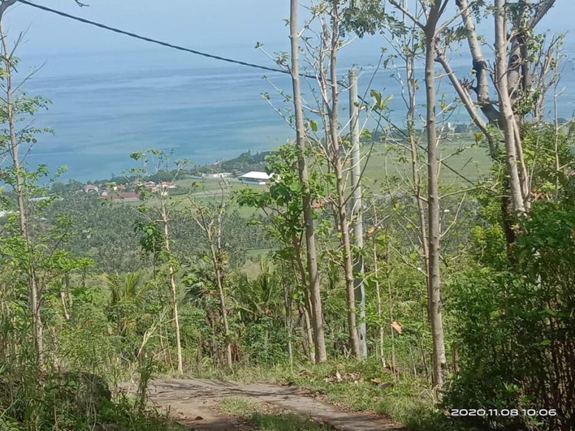 Tanah Perkebunan Di Daerah Lovina Singaraja Bali