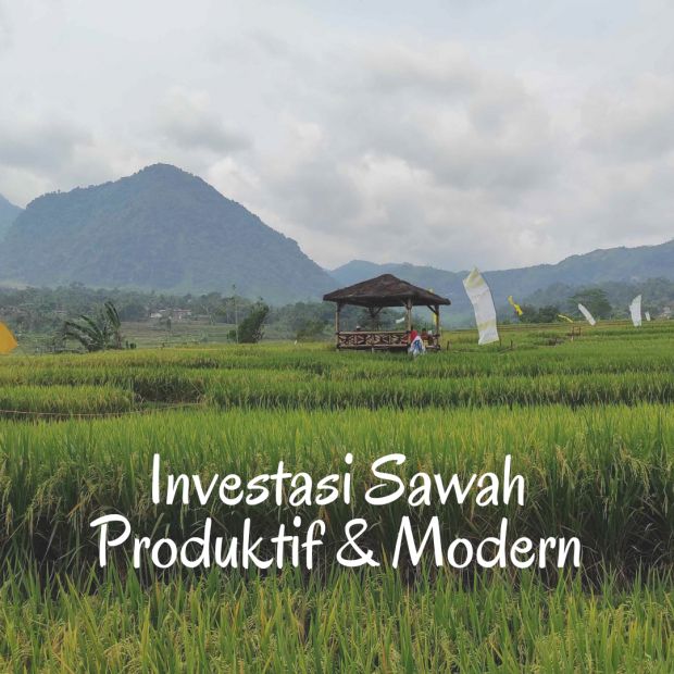 Jual Tanah Dan Sawah Shm Produktif Beras View Indah Sejuk Jam Dari