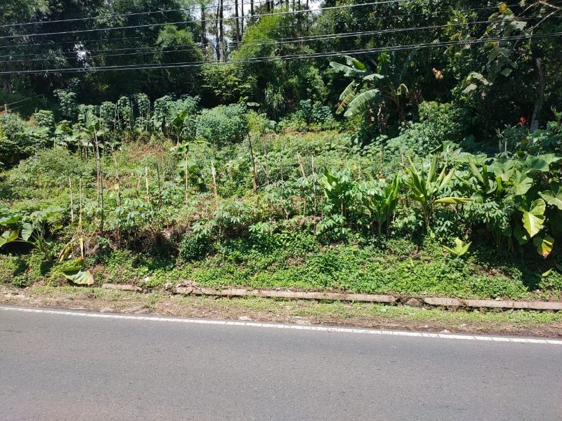 Tanah Poros Jalan Murah Dan Strategis Di Sumberejo