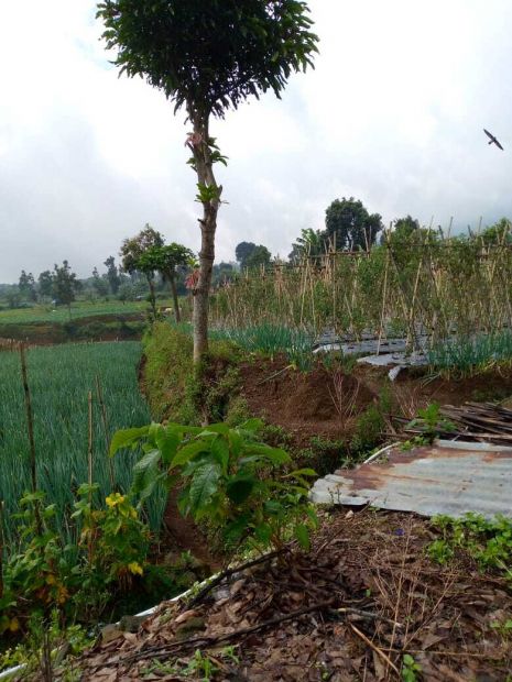 Di Jual Tanah Kebun Di Cipendawa Cipanas