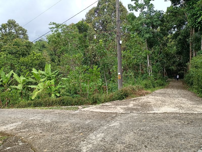 Dijual Kebun Durian Mojogedang