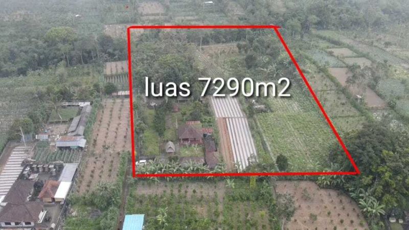 Dijual Tanah Komersial Di Jln Raya Payangan Kintamani Bali