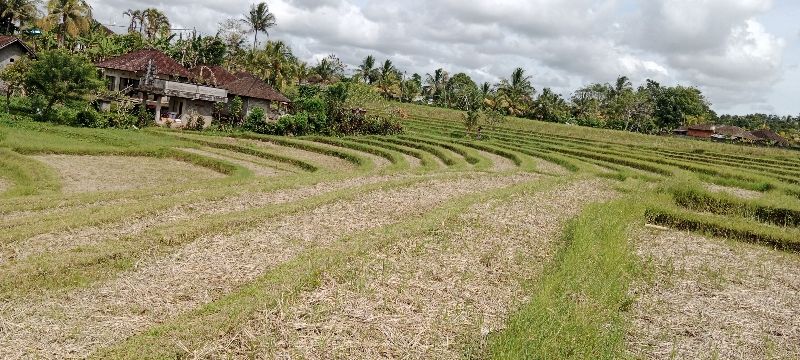 Tanah Kebun Murah View Sawah Dan Air Terjun