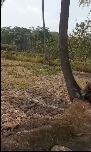 Tanah Sawah M Cocok Untuk Pertanian Di Prambanan Sleman