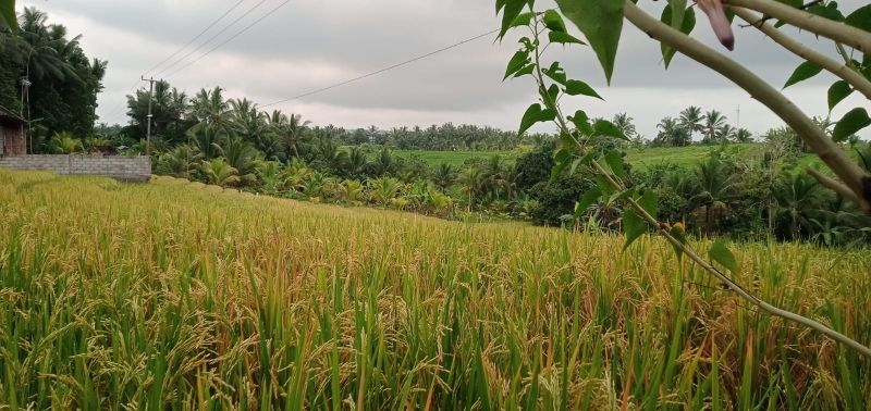 Tanah Kebun View Sawah Terasering Di Bali