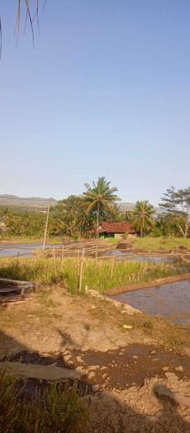 Di Jual Lahan Sawah Dan Kebun Di Geopark Ciletuh Sukabumi