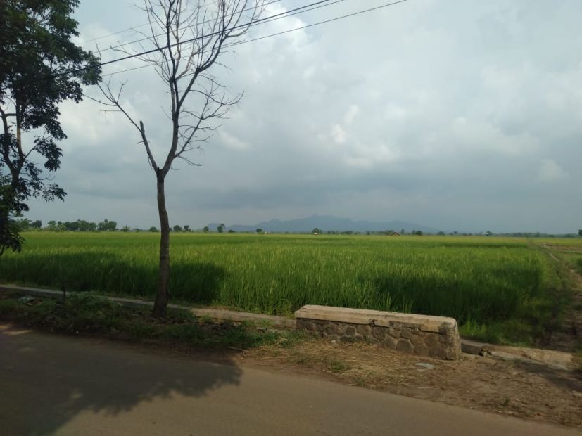 Dijual Segera Tanah Lahan Sawah Murah Luas Dengan Hektar Di Ligung Majalengka