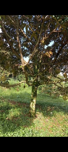 Di Jual Tanah Kebun Durian