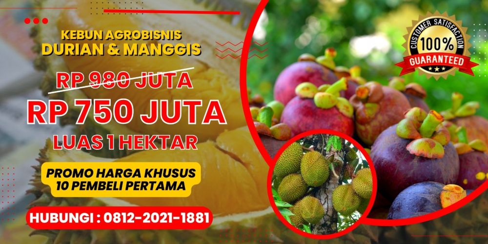 Jual Kebun Produktif Durian Musang King Di Bogor