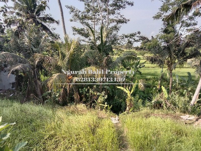 Disewakan Tanah Murah Lingkungan Villa Luas Are View Sawah Di Ubud