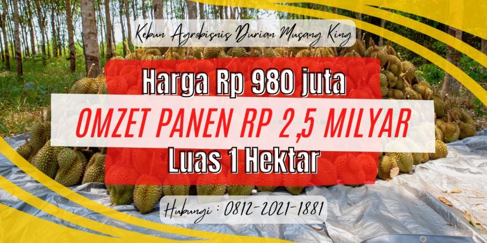 Jual Kebun Agrobisnis Durian Musang King