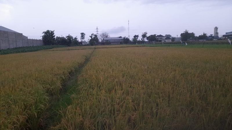 Dijual Tanah Sawah Di Kartasura Sukoharjo