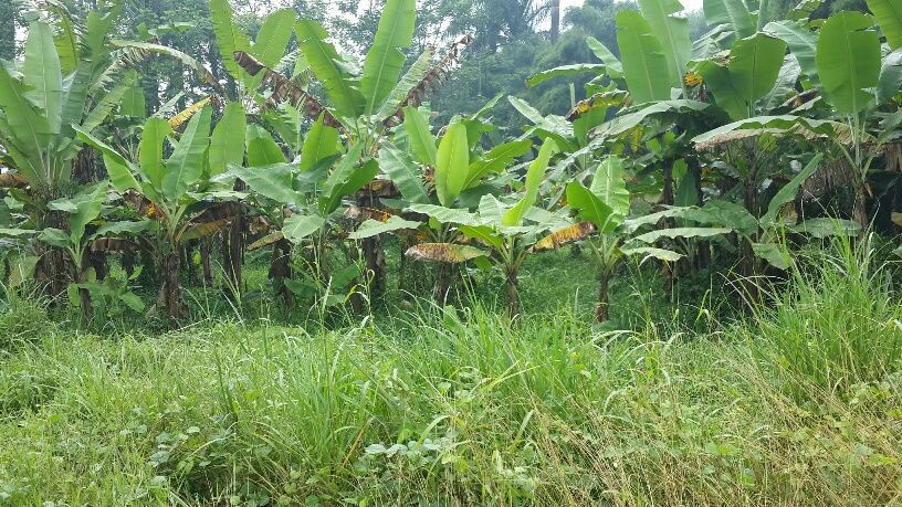 Tanah 1000m2 Di Pedurenan Gunung Sindur Parung