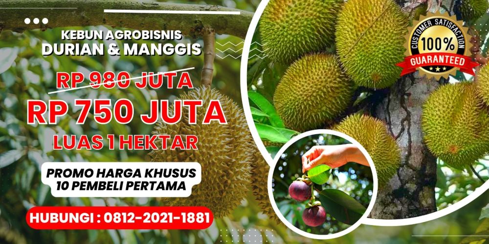 Jual Kebun Agrobisnis Durian Musang King Di Bogor