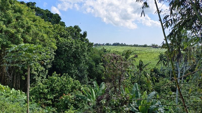 Tanah Kebun Los Sungai View Sawah Dekat Pantai Di Tabanan Bali