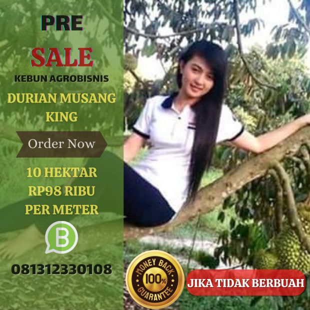 Jual Kebun Durian Musang King Bogor Jasinga