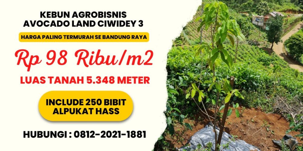 Jual Kebun Produktif Alpukat Hass