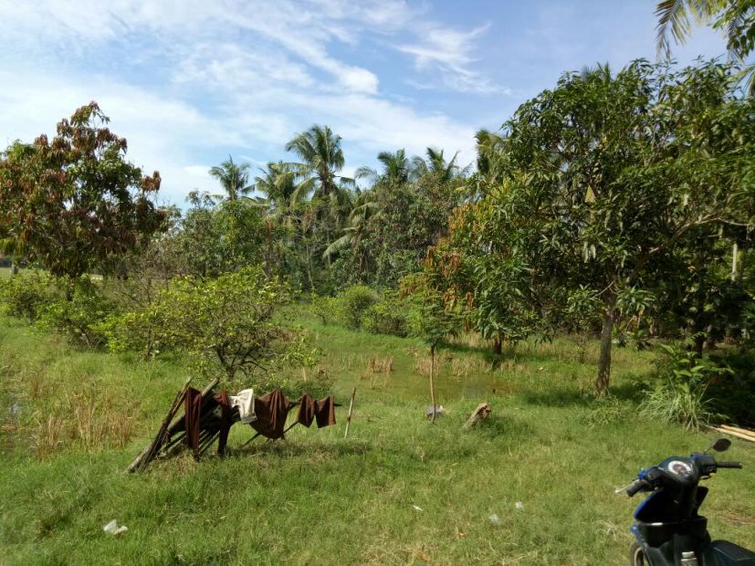  Di  jual  murah tanah  sawah daerah Rawa Gempol Wetan 