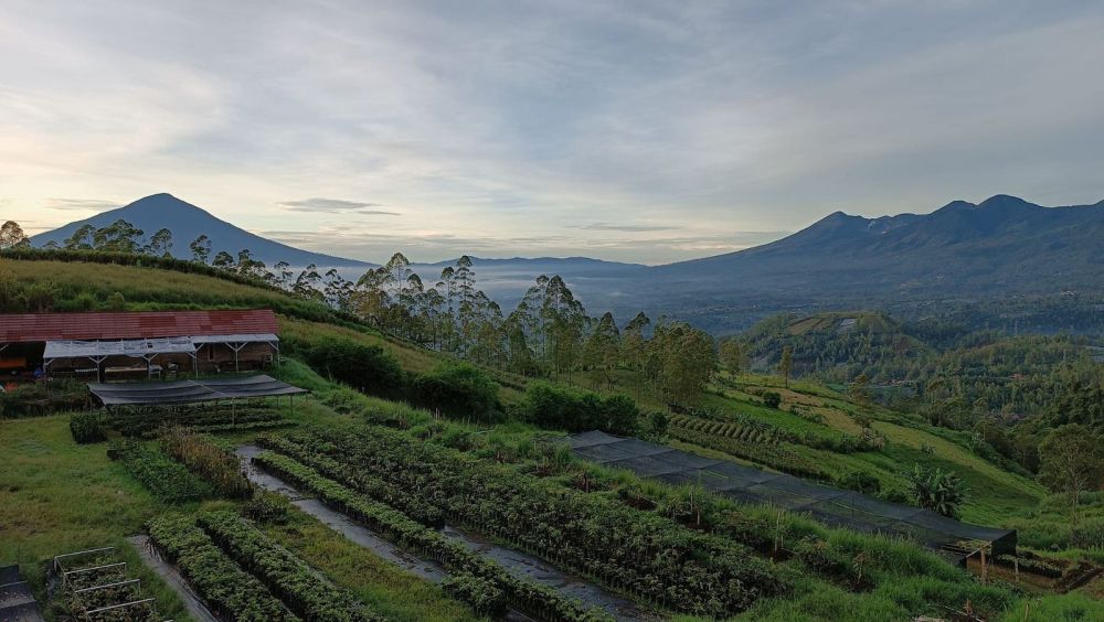 Dijual Tanah Perkebunan Luas Produktif Di Kamojang Garut