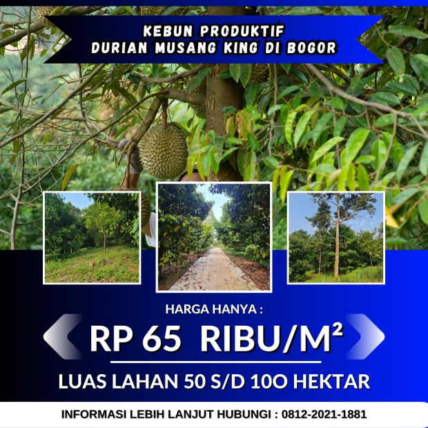 Jual Kebun Durian Musang King Di Bogor