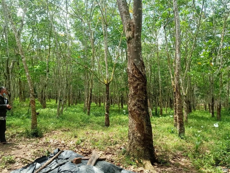 Dijual Kebun Karet Produktif Di Talang Buluh Palembang