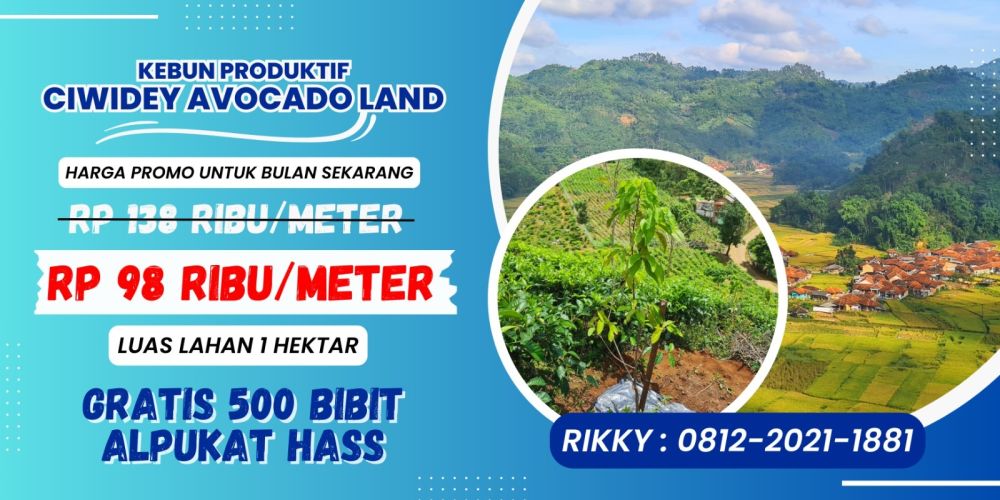 Jual Kebun Produktif Alpukat Hass