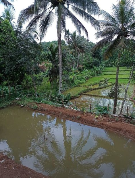 Di Jual Sebidang Tanah Vew Sawah Dan Kolam Dan Saung